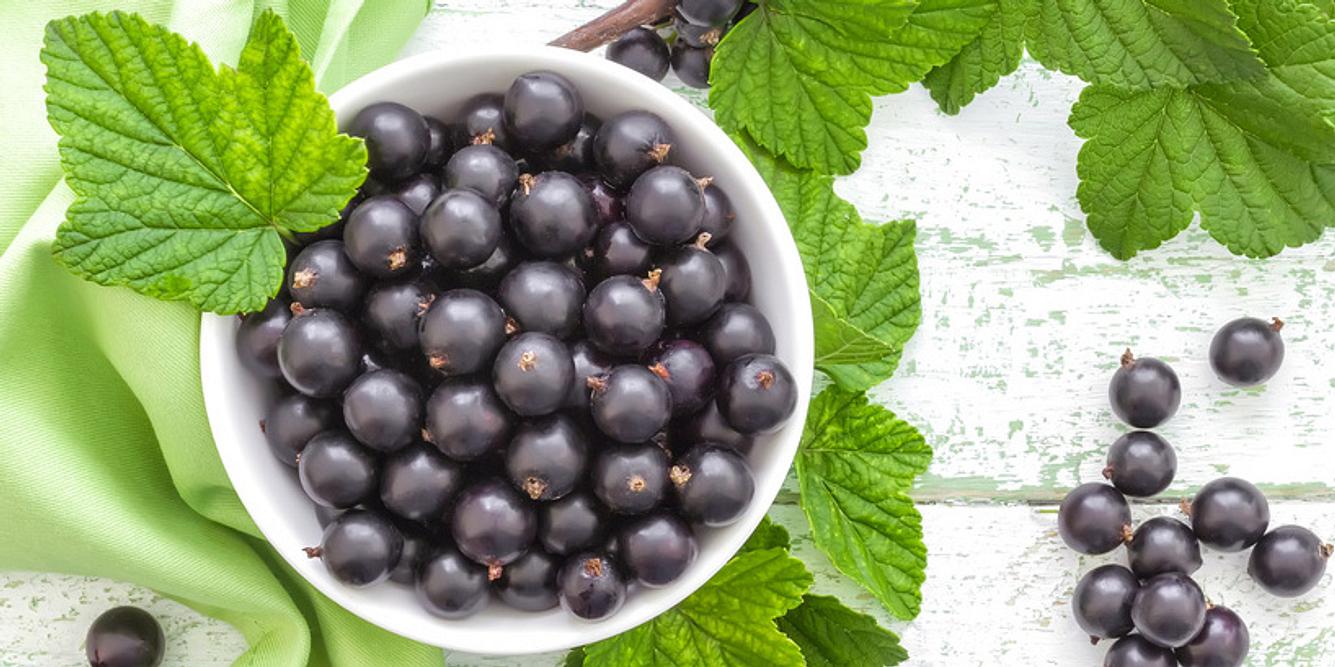 Schwarze Johannisbeere