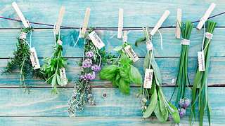 Verschiedene Kräuter auf einem blauen Holztisch - Foto: iStock/foodandstyle