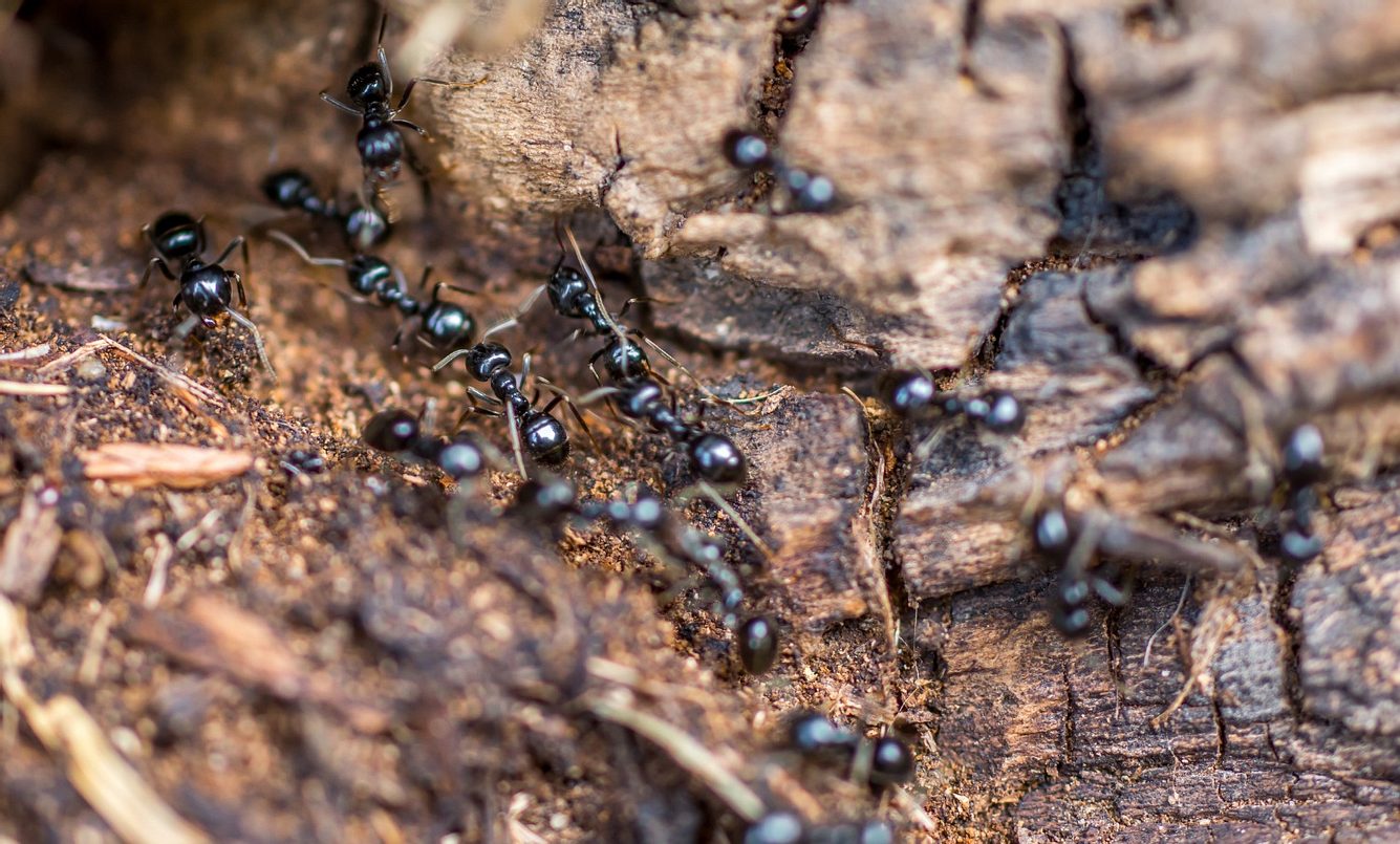 Schwarze Ameisen krabbeln auf dem Boden