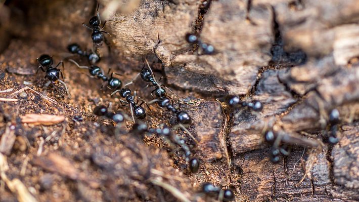 Schwarze Ameisen krabbeln auf dem Boden - Foto: iStock_Ralf Geithe