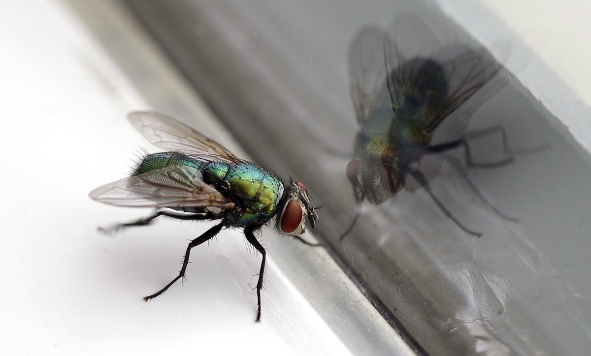 Fliege sitzt an einem Glas