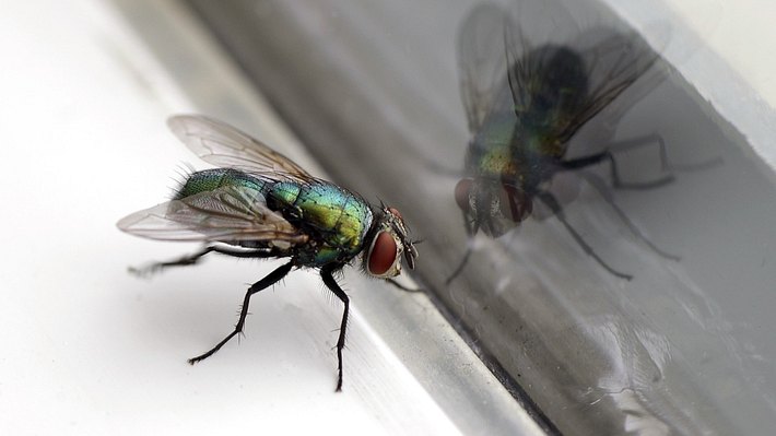 Fliege sitzt an einem Glas - Foto: iStock/photointrigue