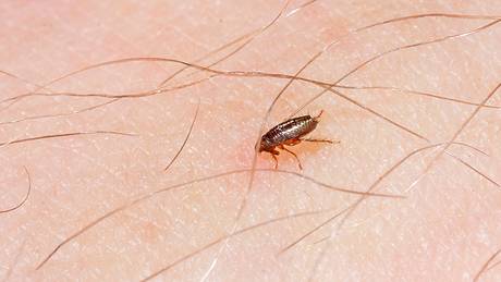 Hausmittel können bei der Flohbekämpfung helfen. - Foto: iStock/gutaper