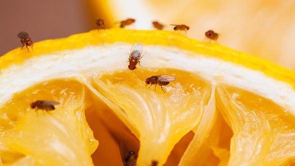 Fruchtfliegen am Obst - Foto: istock/drbouz