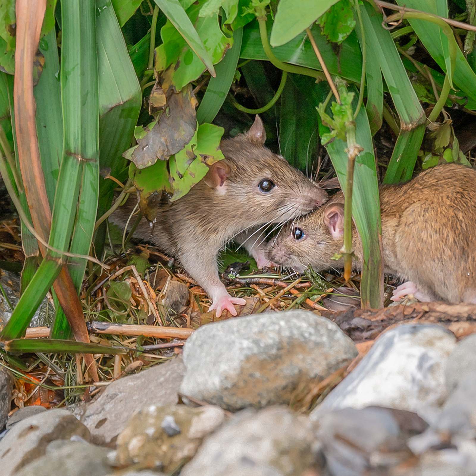 Hausmittel gegen Ratten: Diese 5 helfen garantiert!