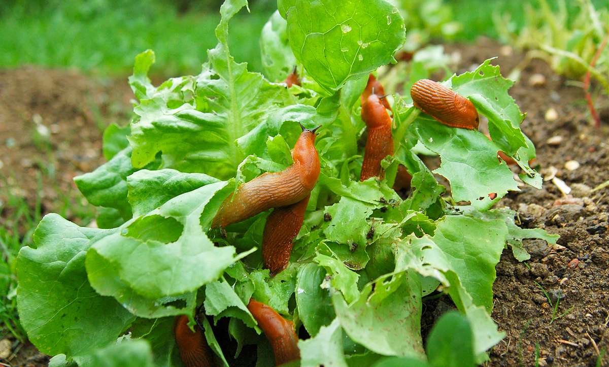 Schnecken fressen Salat in einem Beet