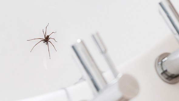 Spinne im Badezimmer - Foto: istock/tbradford