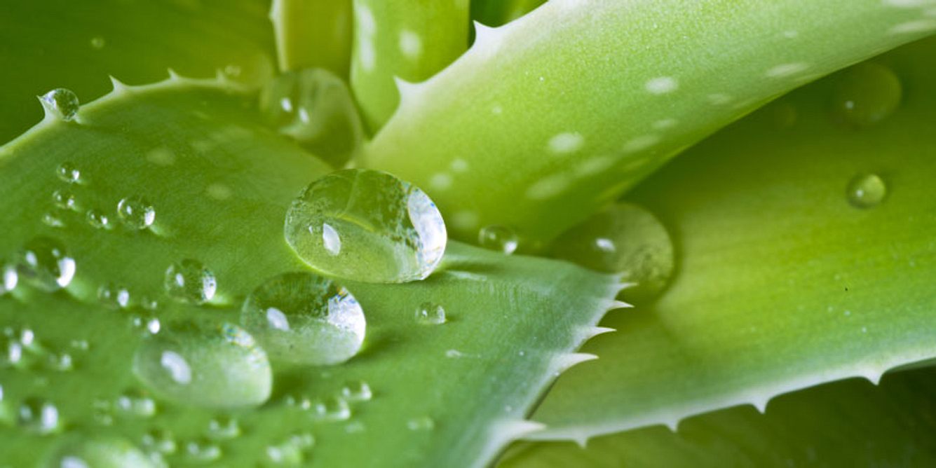 Aloe Vera