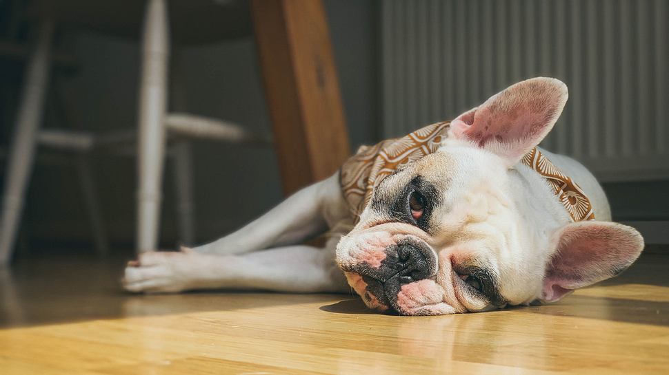 Französische Bulldogge auf dem Boden an einem heißen Sommertag - Foto: iStock / gollykim