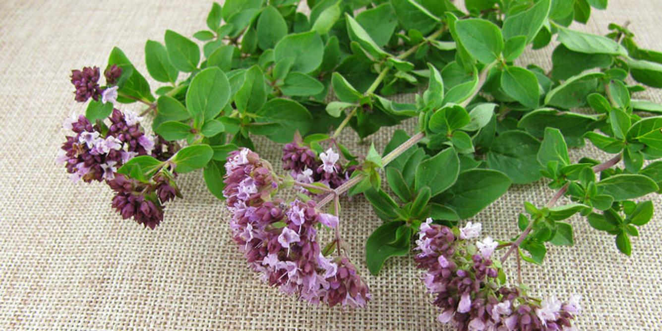 Oregano