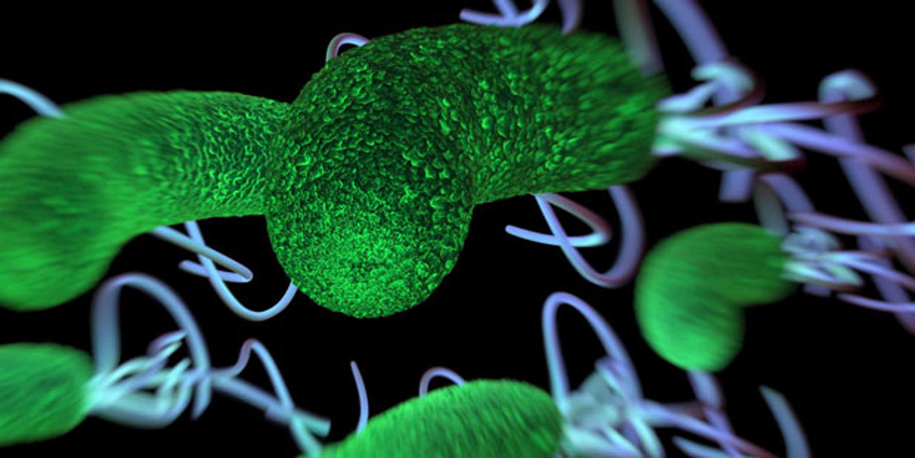 Das Bakterium Helicobacter pylori