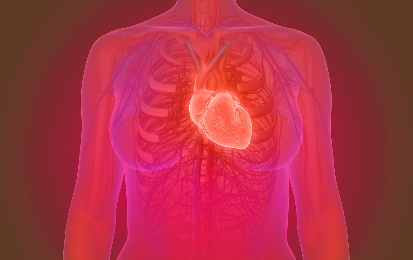 Darstellung des Herzens im Körperinneren