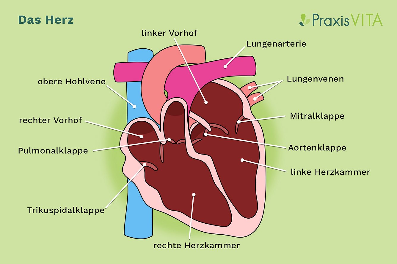 herzgeraeusche-anatomie-herz Grafik Anatomie des Herzens