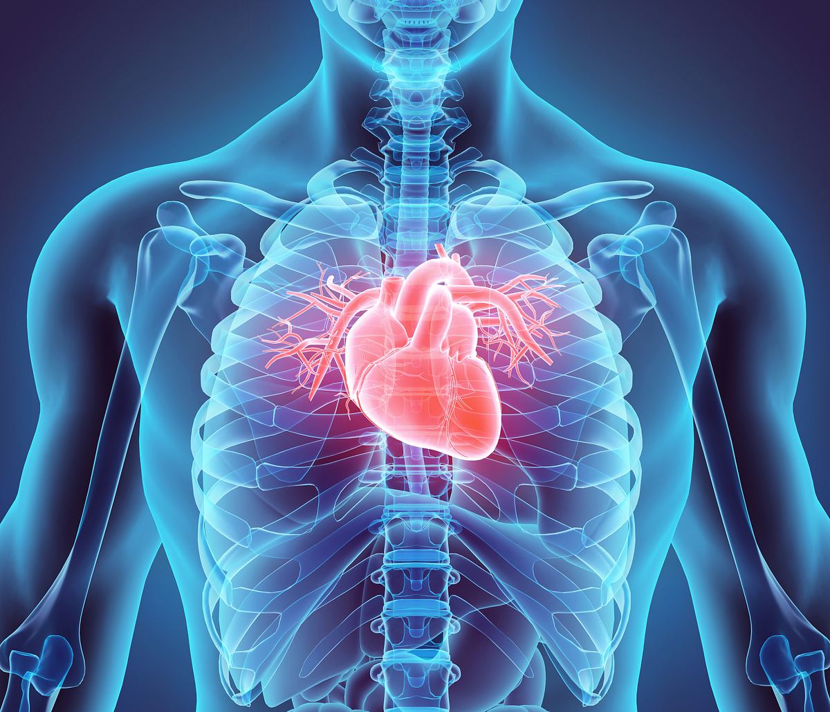 3D-Abbildung eiens Herzens im menschlichen Oberkörper
