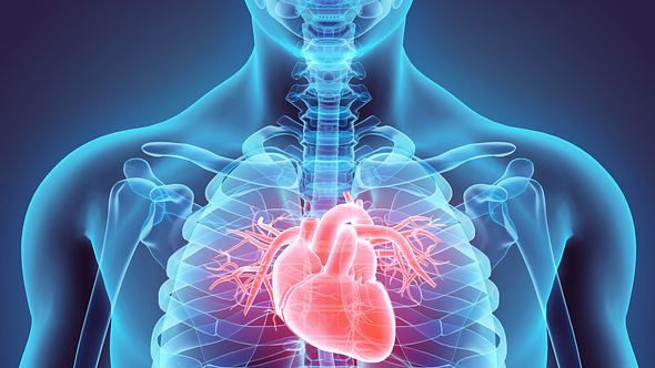 3D-Abbildung eiens Herzens im menschlichen Oberkörper - Foto: iStock/yodiyim