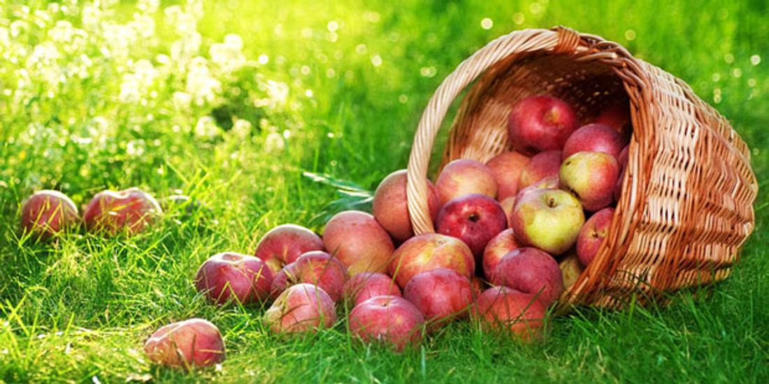 Äpfel helfen Herzkrankheiten vorzubeugen