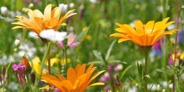 Heublumen