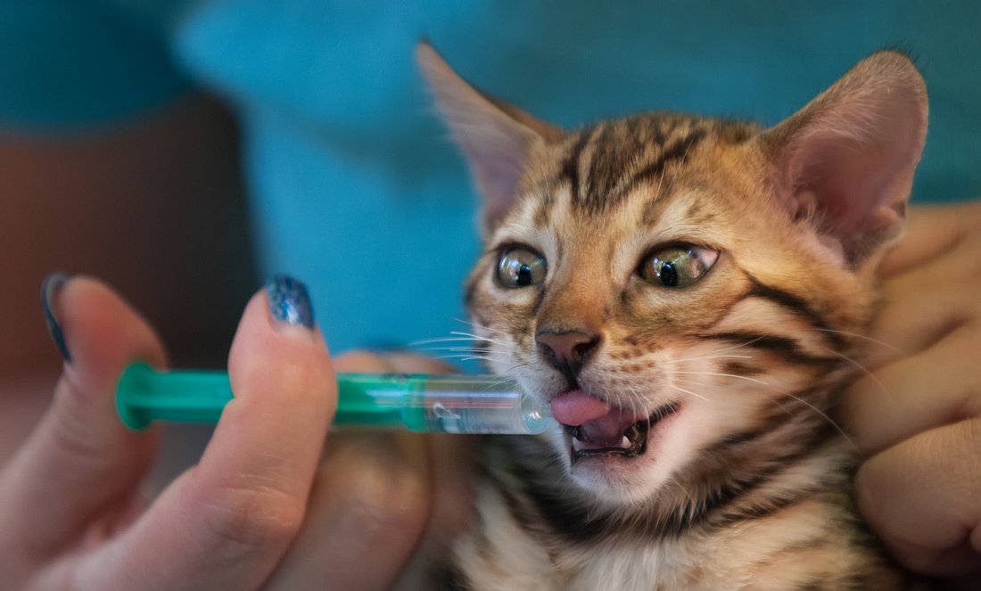Babykatze bekommt ein Medikament durch Spritze
