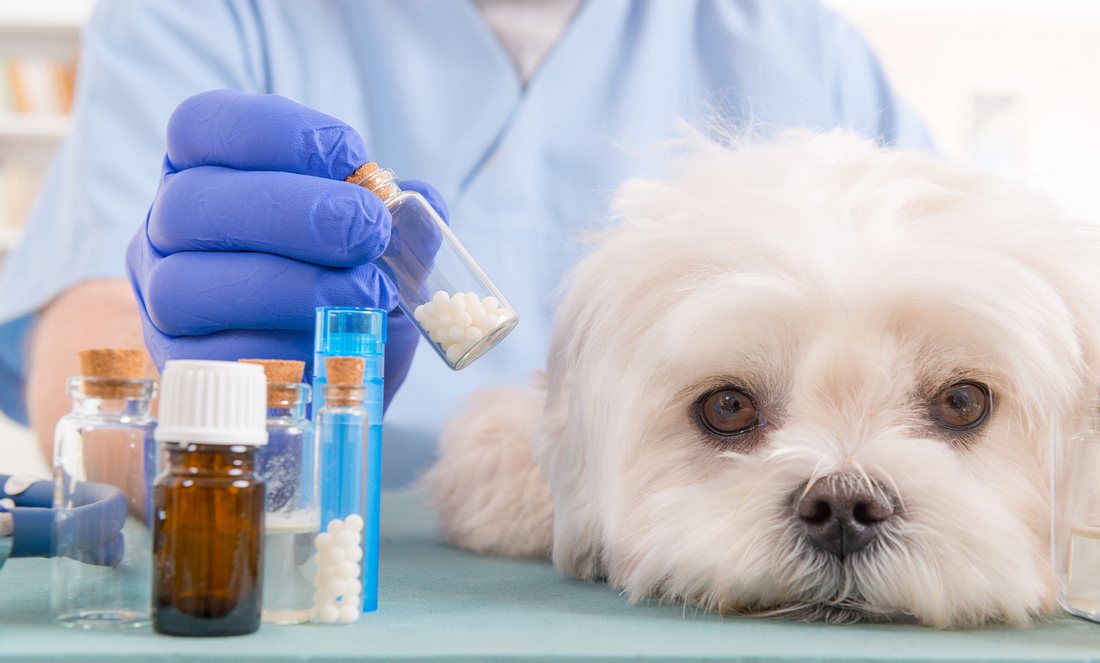 Tierarzt mit Hund und Tabletten