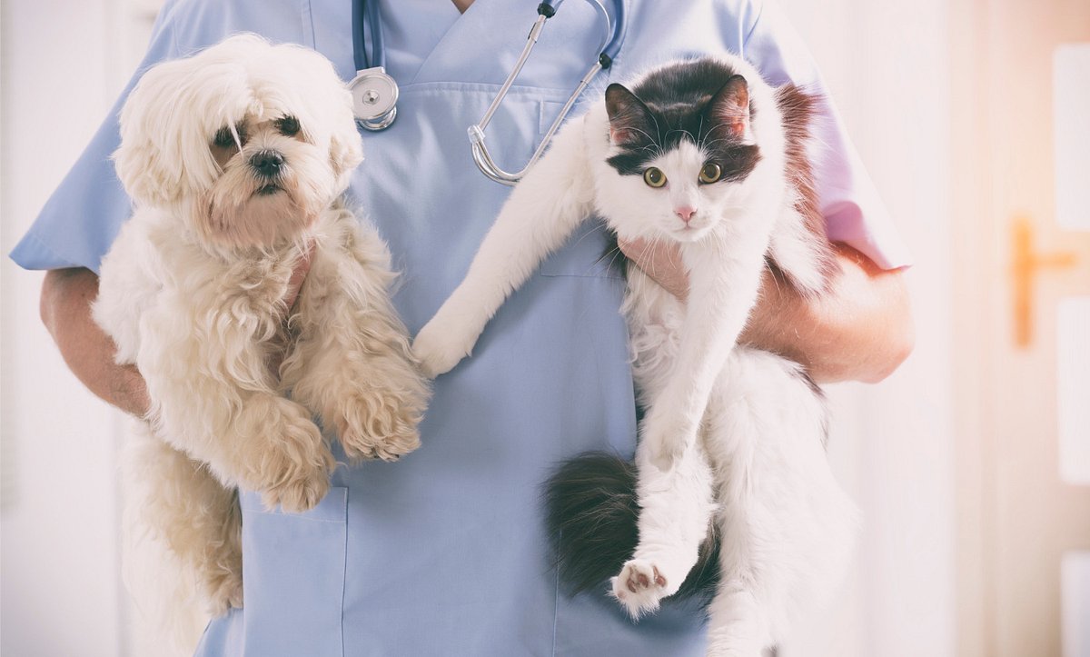 Tierarzt mit Hund und Katze auf dem Arm