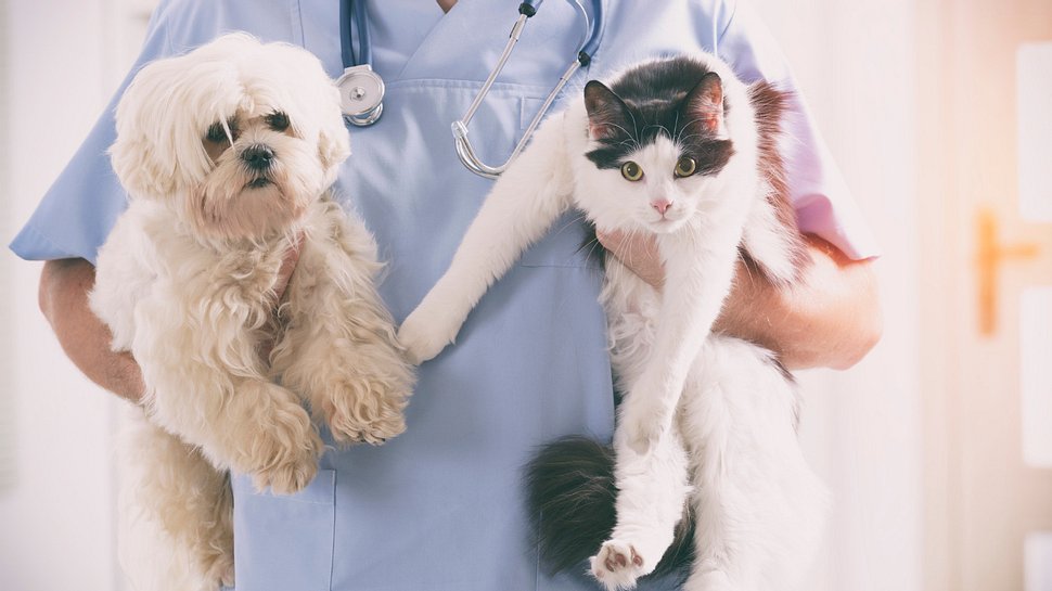 Tierarzt mit Hund und Katze auf dem Arm - Foto: iStock/humonia