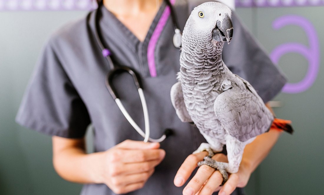 Tierarzt mit Vogel