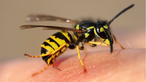 Hornisse auf dem Körper - Foto: iStock/Nataba