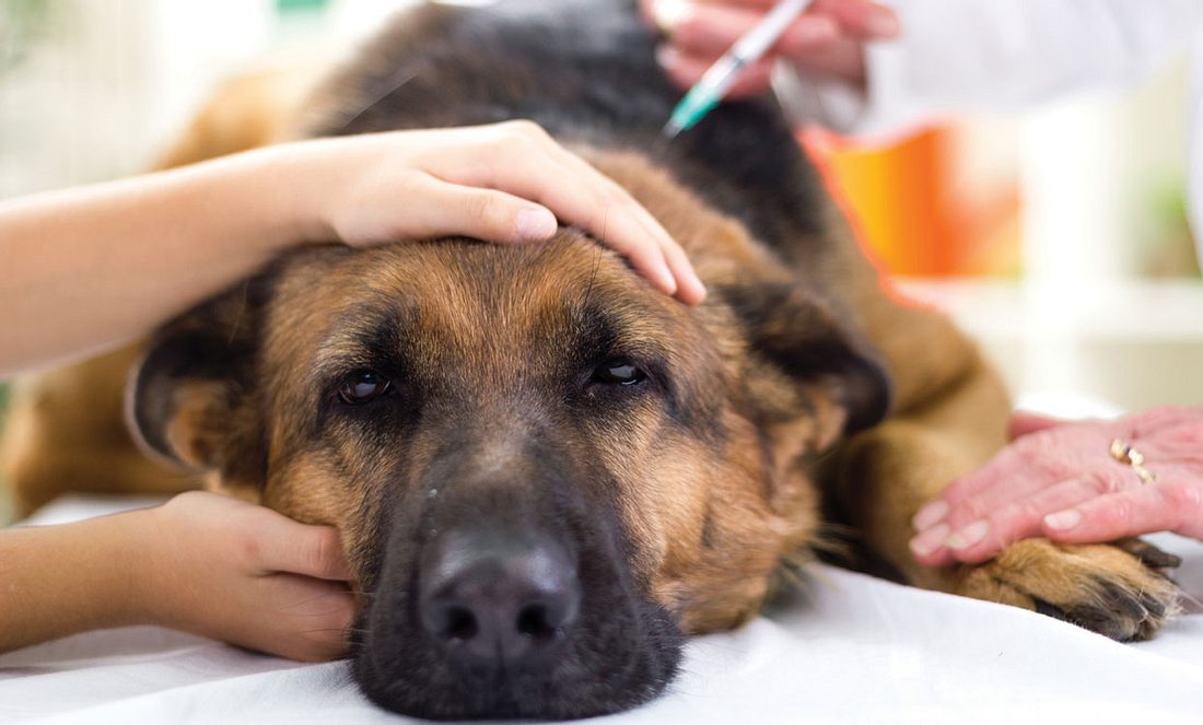 Schäferhund wird vom Tierarzt gegen Tollwut geimpft