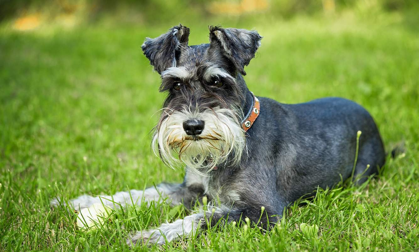 Ein grauer Schnauer liegt auf einer Rasenfläche