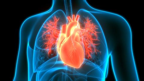3D-Darstellung vom Herz im Oberkörper - Foto: iStock/magicmine