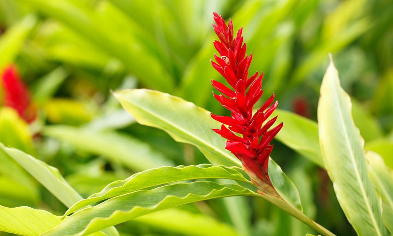 Ausgewachsene Ingwerpflanze mit roter Blüte