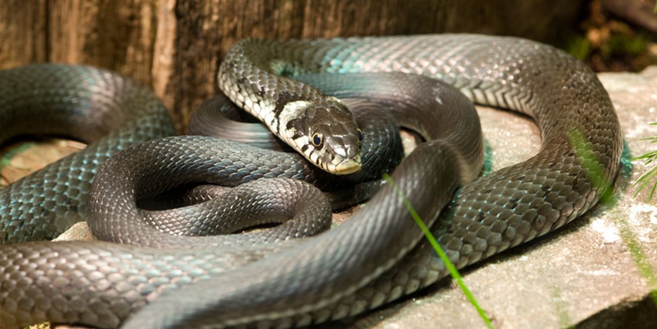 Inlandtaipan