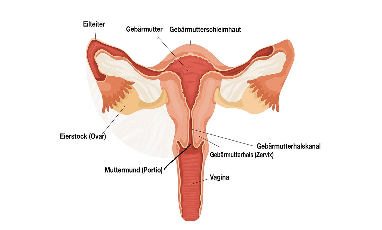 Die Entwicklung der inneren weiblichen Geschlechtsorgane beginnt etwa in der achten Schwangerschaftswoche