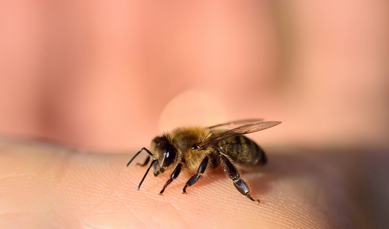 Eine Biene krabbelt über die Haut eines Menschen