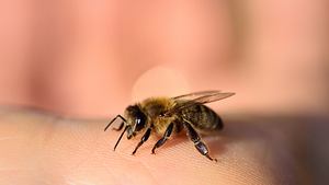 Eine Biene krabbelt über die Haut eines Menschen - Foto: iStock/Ulrike Leone