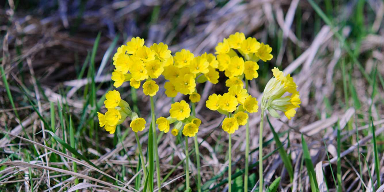 Schlüsselblume