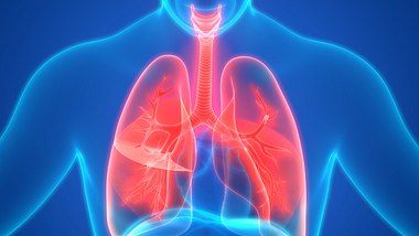 Anatomie der Lunge - Foto: iStock/magicmine
