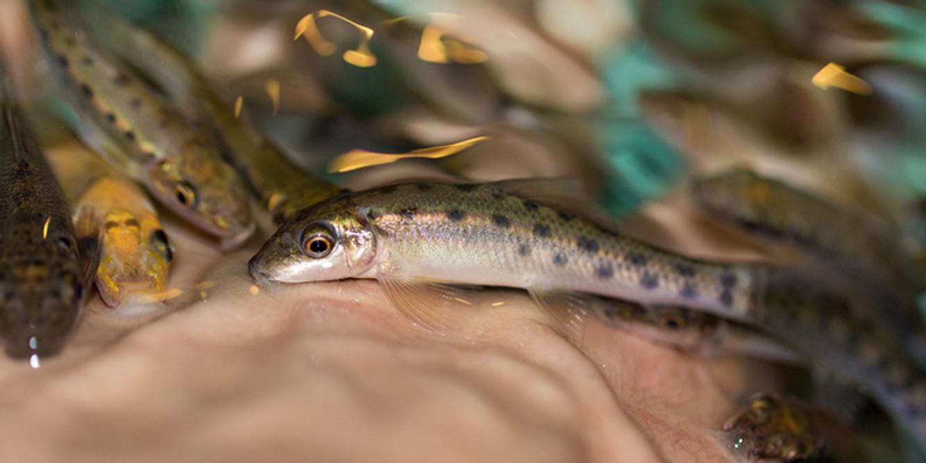 Kangalfisch