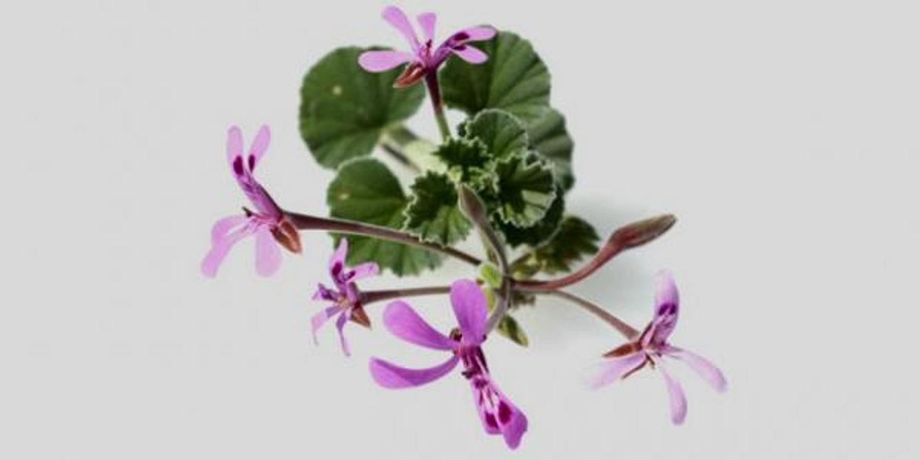 Kapland-Pelargonie