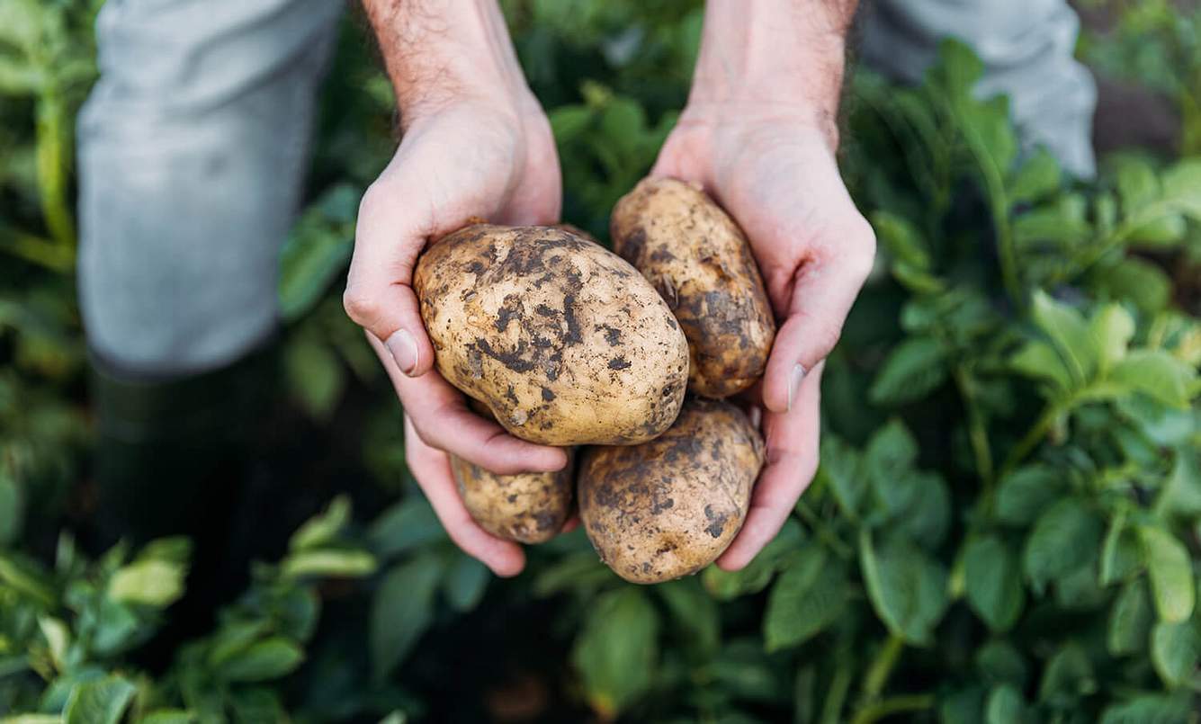Person, die sich auf einem Feld befindet hält Kartoffeln in der Hand