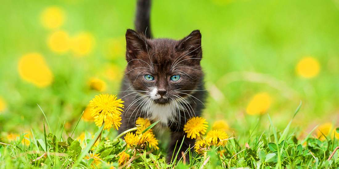 Zecken gibt es nur bei Katzen? Die Antwort darauf und weitere spannende Fakten finden Sie in der Bildergalerie Katze auf Wiese