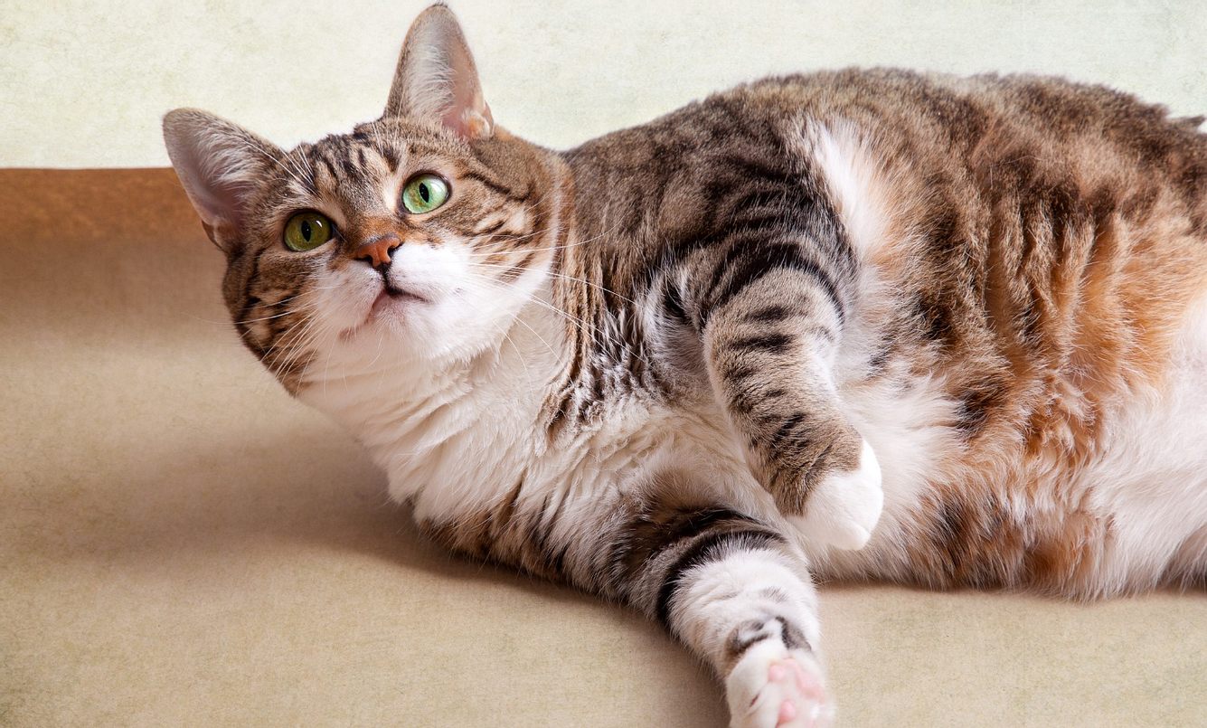 Diabetes ist keine rein menschliche Krankheit. Sie kann auch Katzen treffen.