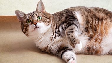 Diabetes ist keine rein menschliche Krankheit. Sie kann auch Katzen treffen. - Foto: istock/nailiaschwarz