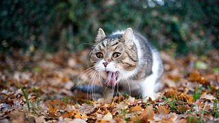Katze erbricht - Foto: iStock/nils_jacobi