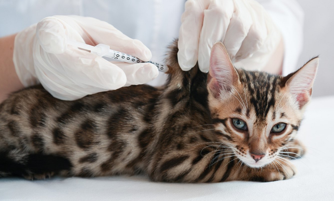 Wogegen kann man seine Katze impfen lassen?