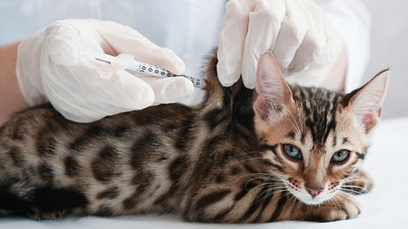 Wogegen kann man seine Katze impfen lassen? - Foto: iStock Urheber*in: Dina Damotseva Bild-ID: 1194319322