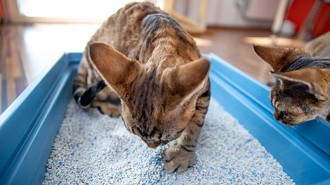 Junge Katze scharrt im Katzenstreu - Foto: iStock/casarsaguru