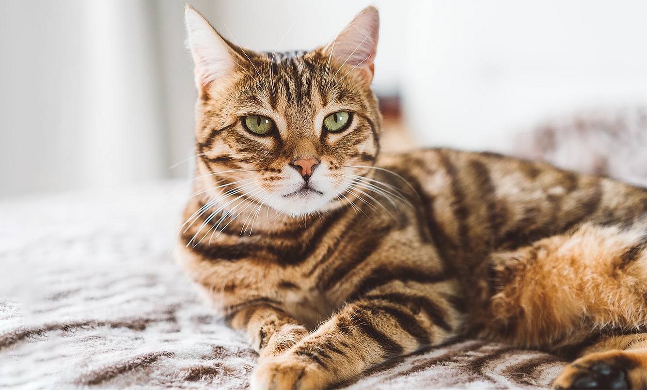 Eine Bengalkatze liegt auf einem Bett