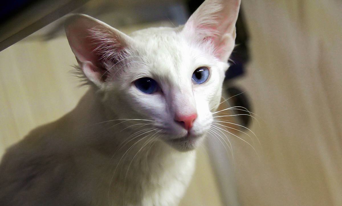 Eine weiße Javanese Katze blickt in die Kamera