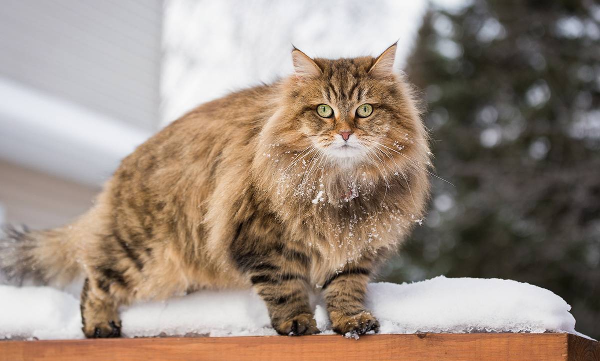 Eine sibirische Katze steht auf einer Schnee bedeckten Fläche